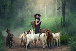 Girl With Group Of Goats Wallpaper