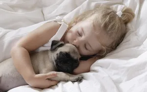 Girland Pug Cuddlingin Bed Wallpaper