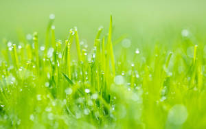 Glistening Morning Dew On Green Grass Wallpaper