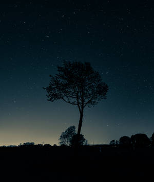 Gloomy Night Tree Picture Wallpaper