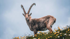 Goat In The Flower Garden Wallpaper