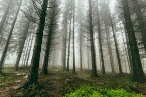 Goč, Serbia Forest Wallpaper