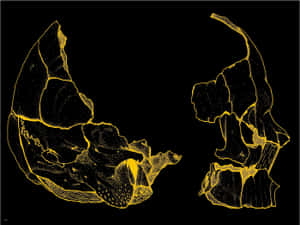 Gold And Black Skull Tumblr Laptop Wallpaper