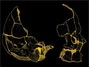 Gold And Black Skull Tumblr Laptop Wallpaper