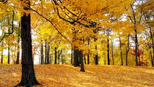 Gold Autumn Maple Trees Photograph Wallpaper