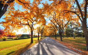 Golden Autumn Boulevard Wallpaper