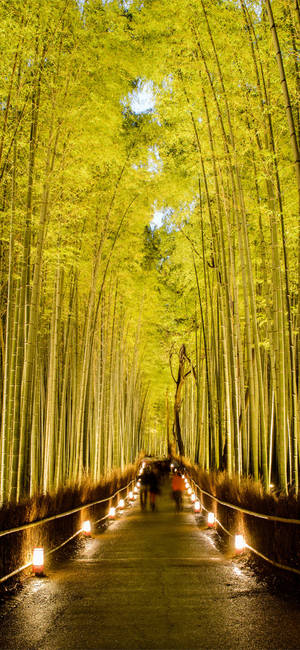 Golden Bamboo Park Lights Iphone Wallpaper