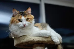 Golden Eyed Furry Cat Wallpaper