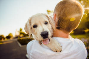 Golden Puppy Shoulder Hug Wallpaper