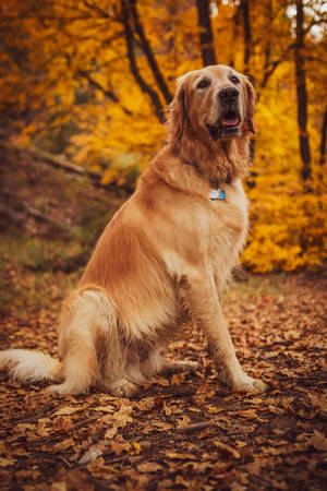 Golden Retriever Autumn Day Wallpaper