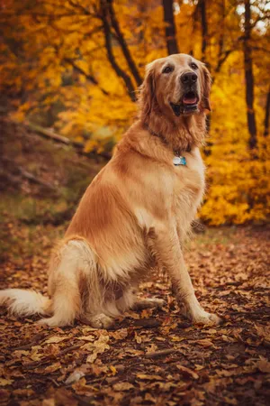Golden Retriever Autumn Day Wallpaper