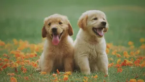 Golden Retriever Baby Dogs In Orange Field Wallpaper