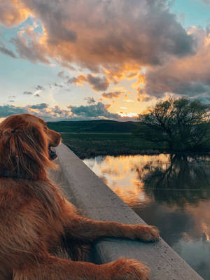 Golden Retriever Bay Sunset Wallpaper