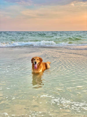 Golden Retriever Beach Waves Wallpaper