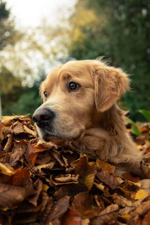 Golden Retriever Fall Leaves Wallpaper