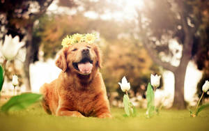 Golden Retriever Flower Crown Springtime Wallpaper