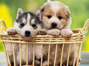 Golden Retriever Husky Puppy Basket Wallpaper
