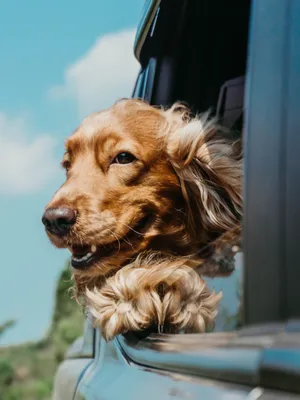 Golden Retriever Inside Car Wallpaper