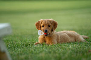 Golden Retriever Puppy Desktop Wallpaper