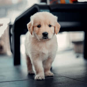 Golden Retriever Puppy Walking Through The Grass Wallpaper