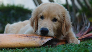 Golden Retriever Short Coat Puppy Wallpaper