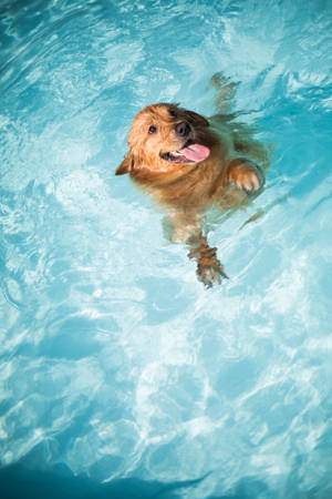 Golden Retriever Swimming Pool Wallpaper