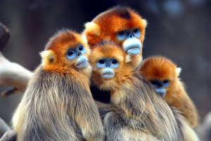 Golden Snub Nosed Monkeys Wallpaper