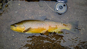 Golden Yellow Trout Wallpaper