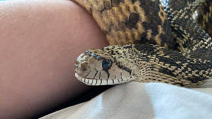 Gopher Snake Docile Reptile Wallpaper