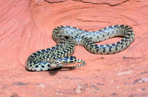 Gopher Snake Inside A Cave Wallpaper