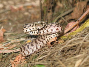 Gopher Snake Rearing Up In Forest Wallpaper