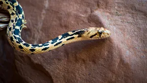 Gopher Snake With Distinct Black Pattern Wallpaper