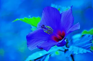 Gorgeous Blue Hibiscus Flower Wallpaper