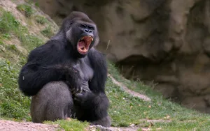 Gorilla Desktop Yawning Widely Wallpaper