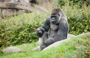 Gorilla With Greyish Coat Wallpaper