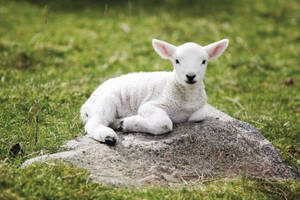 Graceful Lamb Grazing In The Wilderness Wallpaper