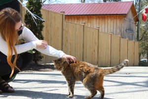 Graduate Petting Cat Outdoors Wallpaper