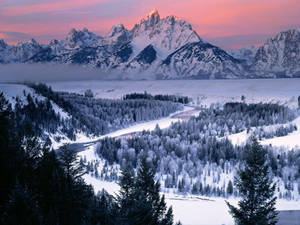 Grand Teton National Park Full Of Trees Wallpaper