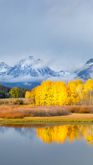 Grand Teton National Park Yellow Wallpaper