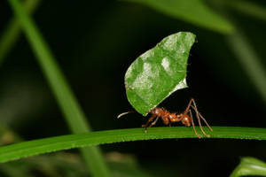 Grass Ant Wallpaper