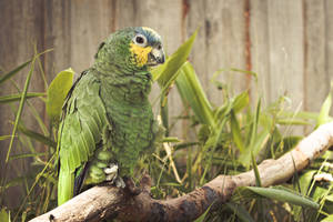 Grass Green Parrot Hd Wallpaper