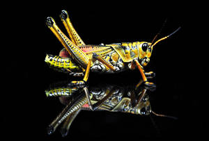 Grasshopper Black Reflection Wallpaper