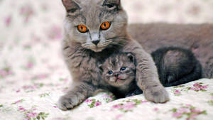 Gray Catand Kitten Cuddling.jpg Wallpaper