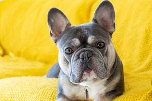 Gray French Bulldog Puppy Wallpaper