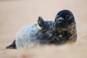 Gray Seal Pup Wavingon Sand.jpg Wallpaper