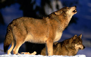 Gray Wolf Howling At The Moon Wallpaper