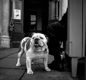 Grayscale Photo Of English Bulldog Wallpaper