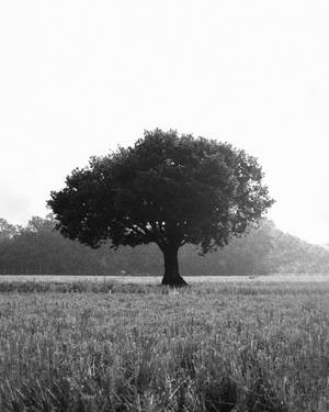 Grayscale Photo Of Tree In The Middle Of Grass Field Wallpaper