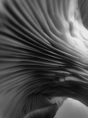 Grayscale Underside Gill Mushroom Aesthetic Wallpaper