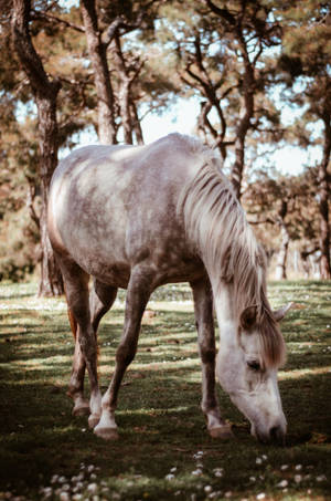 Grazing Dappled Horse Iphone Wallpaper